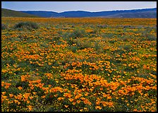 California Poppies and goldfields. Antelope Valley, California, USA (color)