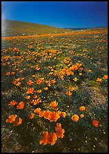 Bright orange California Poppies, hills W of the Preserve. Antelope Valley, California, USA (color)