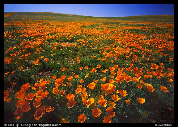 Field of bright orange California Poppies. Antelope Valley, California, USA