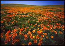Field of bright orange California Poppies. Antelope Valley, California, USA (color)