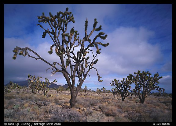 Joshua Trees. Mojave National Preserve, California, USA