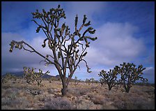 Joshua Trees. Mojave National Preserve, California, USA ( color)