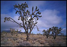 Joshua Trees. Mojave National Preserve, California, USA