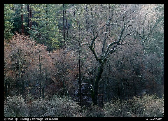 Bare trees with frost. California, USA