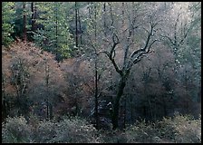 Bare trees with frost. California, USA ( color)