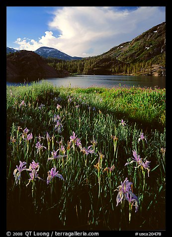 Irises and lake. California, USA (color)