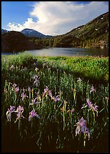 Irises and lake. California, USA ( color)