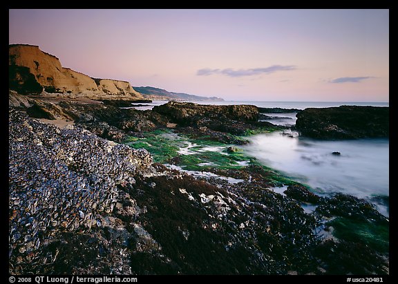 Mussel-covered rocks, seaweed and cliffs, sunset. Point Reyes National Seashore, California, USA (color)