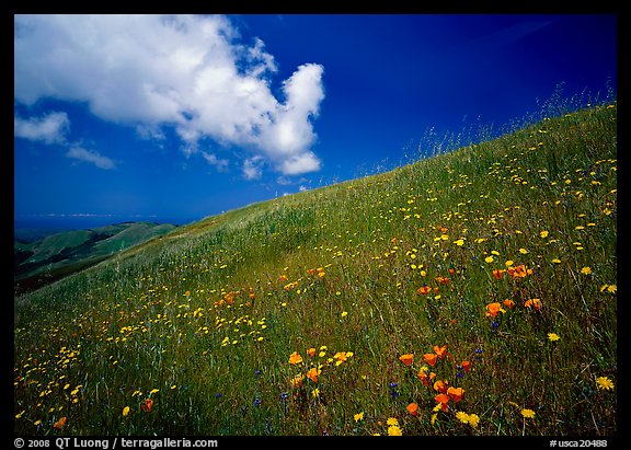 Hillside with wildflowers and cloud, Russian Ridge. Palo Alto, SF Bay area, California, USA