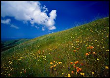 Hillside with wildflowers and cloud, Russian Ridge. California, USA ( color)