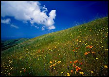 Hillside with wildflowers and cloud, Russian Ridge. Palo Alto,  California, USA