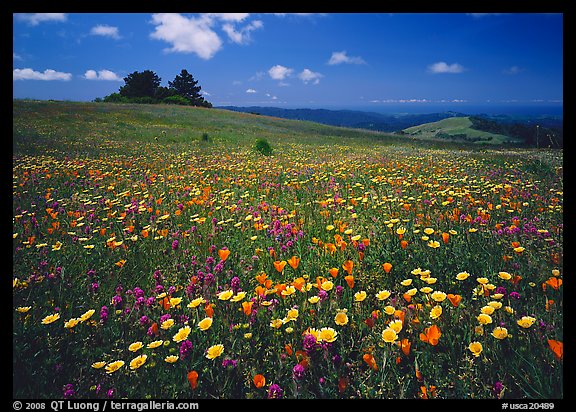 Wildflower carpet and tree cluster, Russian Ridge. California, USA (color)