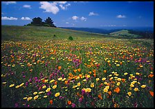 Wildflower carpet and tree cluster, Russian Ridge. Palo Alto,  California, USA