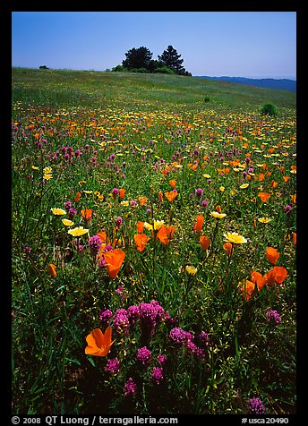 Meadows covered with wildflowers in the spring, Russian Ridge Open Space Preserve. Palo Alto,  California, USA (color)