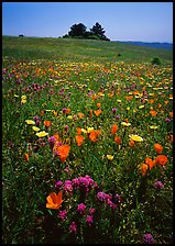 Meadows covered with wildflowers in the spring, Russian Ridge Open Space Preserve. California, USA ( color)