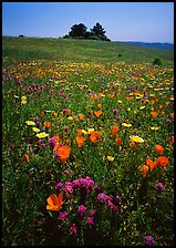 Meadows covered with wildflowers in the spring, Russian Ridge Open Space Preserve. Palo Alto,  California, USA