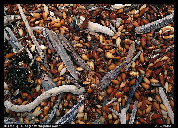 Dried kelp and driftwood, Carmel River State Beach. Carmel-by-the-Sea, California, USA