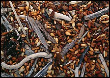 Dried kelp and driftwood, Carmel River State Beach. California, USA ( color)