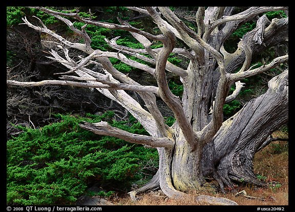 Dead tree. Point Lobos State Preserve, California, USA (color)