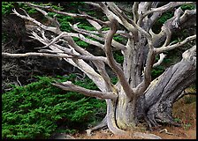 Dead tree. Point Lobos State Preserve, California, USA ( color)