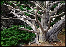 Dead tree. Point Lobos State Preserve, California, USA