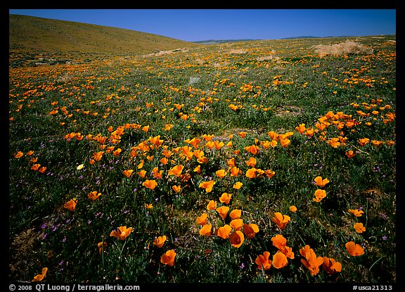 California Poppies, hills W of the Preserve. Antelope Valley, California, USA (color)