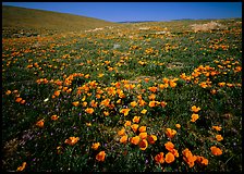 California Poppies, hills W of the Preserve. Antelope Valley, California, USA