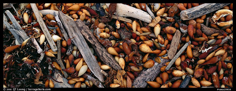 Close-up of beach. Carmel-by-the-Sea, California, USA (color)