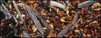 Close-up of beach. Carmel-by-the-Sea, California, USA (Panoramic color)