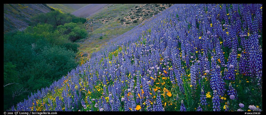 Thick lupine and California poppies on hillside. California, USA (color)