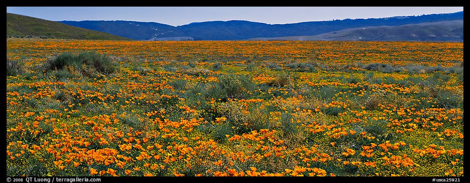 Valley flat covered with California poppies. Antelope Valley, California, USA (color)