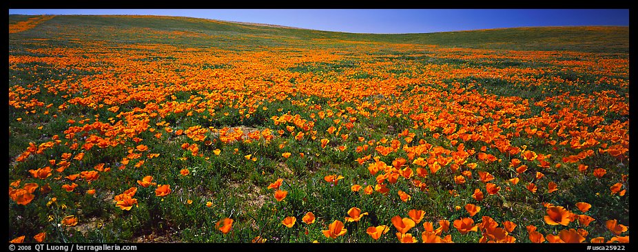 Spring landscape with California poppy flower carpet. Antelope Valley, California, USA (color)
