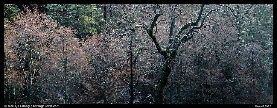 Bare trees in winter. California, USA (color)