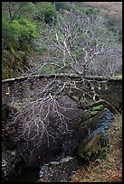 Stone bridge and bare tree,  Alum Rock Park. San Jose, California, USA (color)