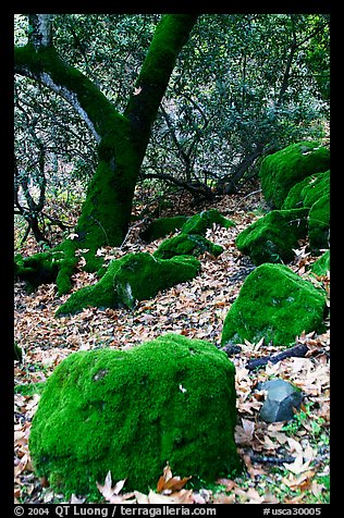 Moss-covered boulders and sycamore,  Alum Rock Park. San Jose, California, USA