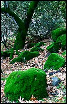 Moss-covered boulders and sycamore,  Alum Rock Park. San Jose, California, USA (color)