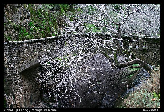 California Buckeye (Aesculus californica) and stone bridge,  Alum Rock Park. San Jose, California, USA (color)