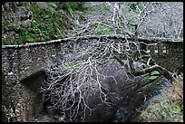 California Buckeye (Aesculus californica) and stone bridge,  Alum Rock Park. San Jose, California, USA ( color)