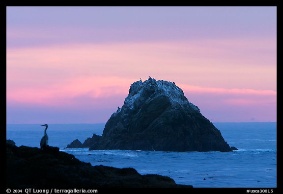 Bird and seastack at sunset. Point Lobos State Preserve, California, USA