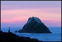 Bird and seastack at sunset. Point Lobos State Preserve, California, USA ( color)