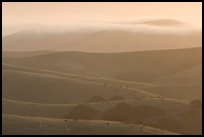 Rolling Hills and fog, sunrise. California, USA