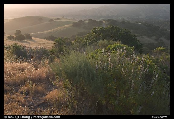 Bush and hills, sunrise. California, USA