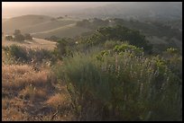 Bush and hills, sunrise. California, USA ( color)