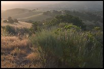 Bush and hills, sunrise, Fort Ord National Monument. California, USA (color)