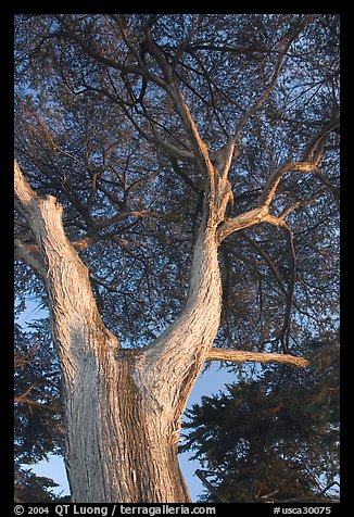 Monterey Pine at Lover's Point. Pacific Grove, California, USA