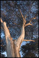 Monterey Pine at Lover's Point. Pacific Grove, California, USA ( color)