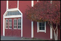 Door and tree in fall color, Red Barn. Stanford University, California, USA (color)