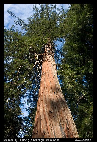 Redwood tree, looking upwards. Big Basin Redwoods State Park,  California, USA (color)
