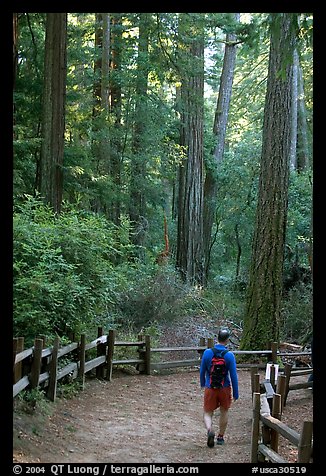 Hiker on trail. Big Basin Redwoods State Park,  California, USA (color)