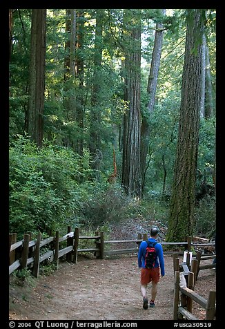 Hiker on trail. Big Basin Redwoods State Park,  California, USA